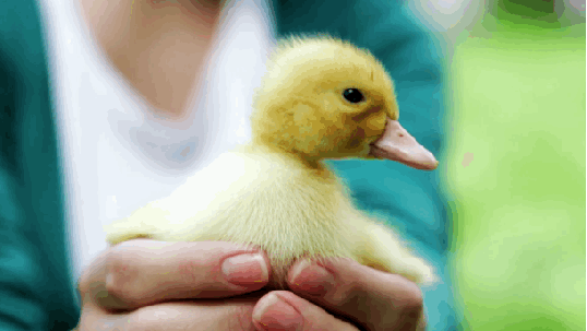 duck-looking-around